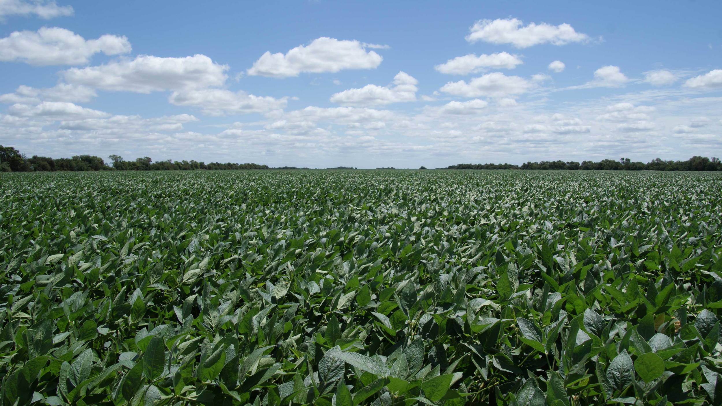 In Argentina the climatic conditions are ideal for the cultivation of various plant species.