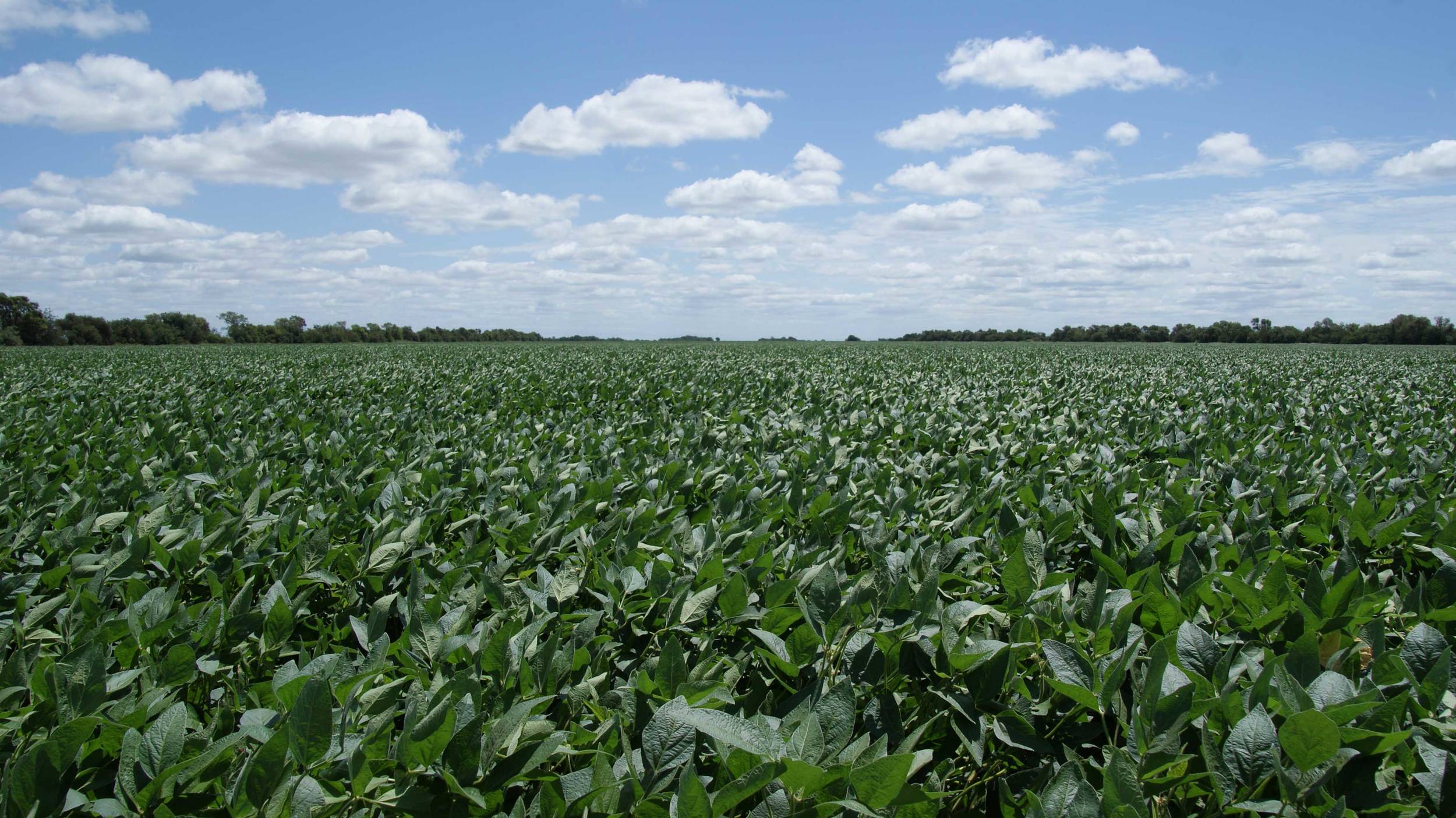 En Argentina, las condiciones climáticas son idóneas para el cultivo de varias especies vegetales.