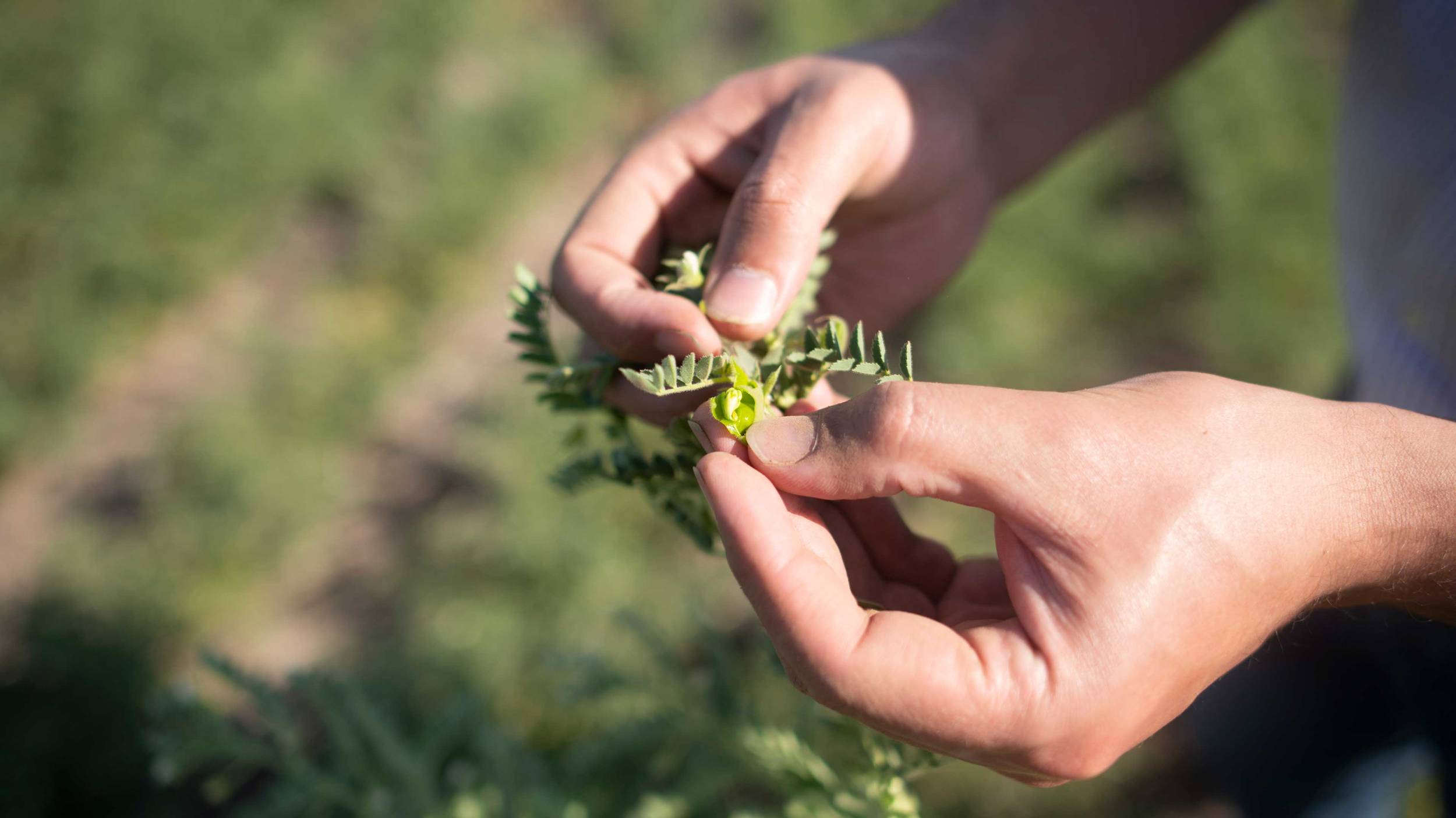 In order to be able to deliver consistently high quality, regular examinations of the plants are important.