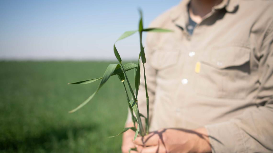 Planting is followed by ongoing monitoring during the growth phase.