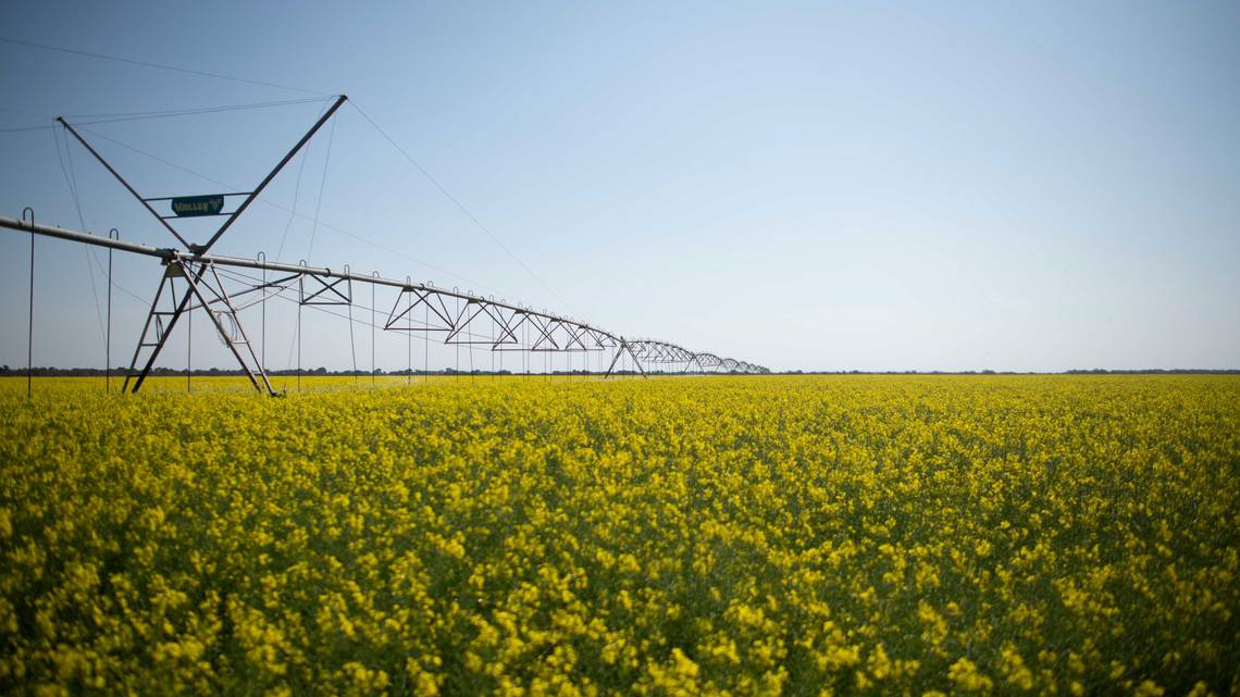 Cada paso de la labor de Cono Agriculture se lleva a cabo empleando tecnología de producción moderna.