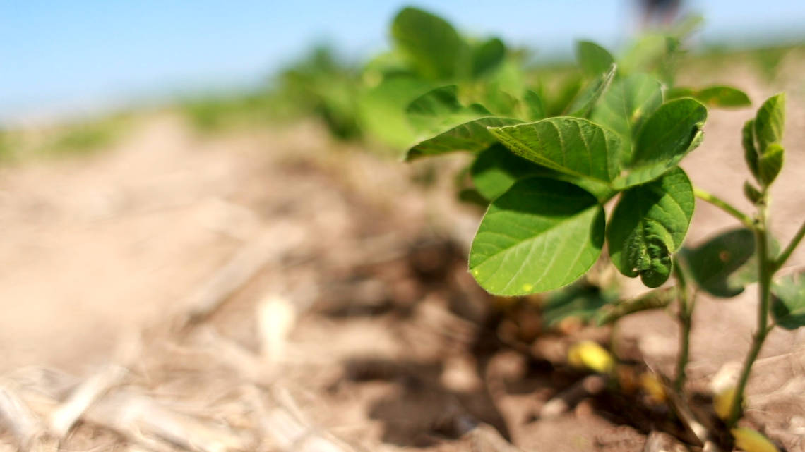 Cono Agriculture tiene los conocimientos técnicos para cultivar plantas de una forma consistentemente sustentable.