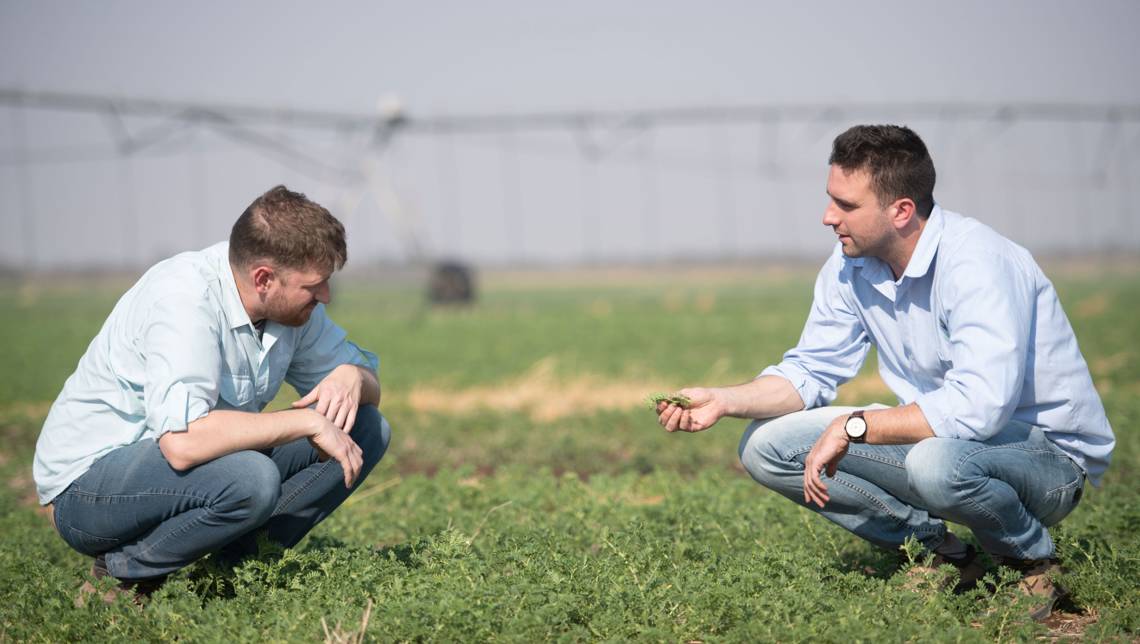 Agricultural specialists examine chickpeas The expertise that Cono has acquired over the years is very important for growing chickpeas.